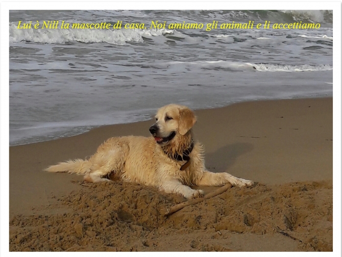 Questo è Nill il nostro cane Golden Reitriver, mascotte del B&B - Bed and Breakfast Ercolani